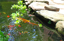 Ponds & Waterfalls